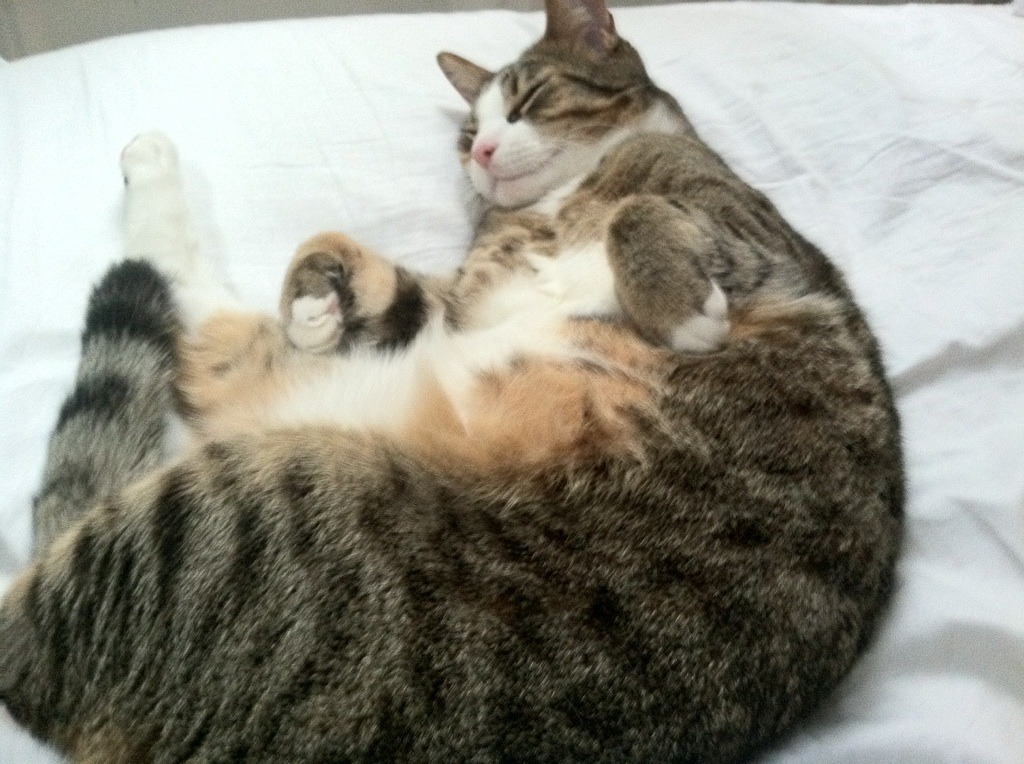 开云-猛龙全面压制广东队！霍勒迪在世界排名争夺战中强势接管比赛